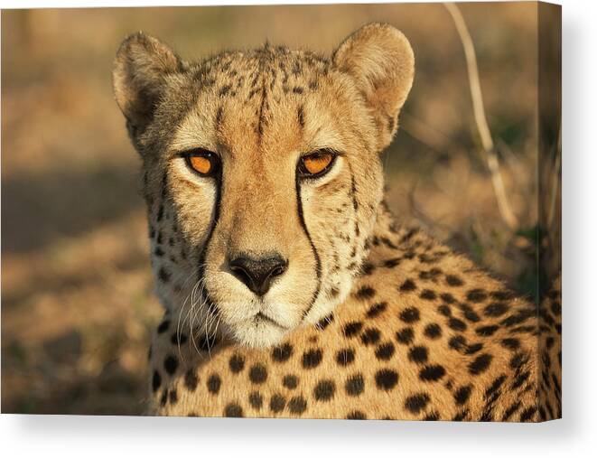 Animals In The Wild Canvas Print featuring the photograph Eye Contact With A Cheetah by Designbase