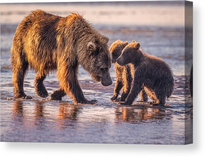 Wildlife Canvas Print featuring the photograph Eye To Eye by Jeffrey C. Sink