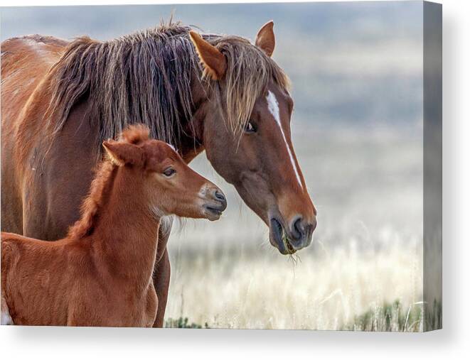 Horse Canvas Print featuring the photograph Eyeing her firstborn by Ronnie And Frances Howard