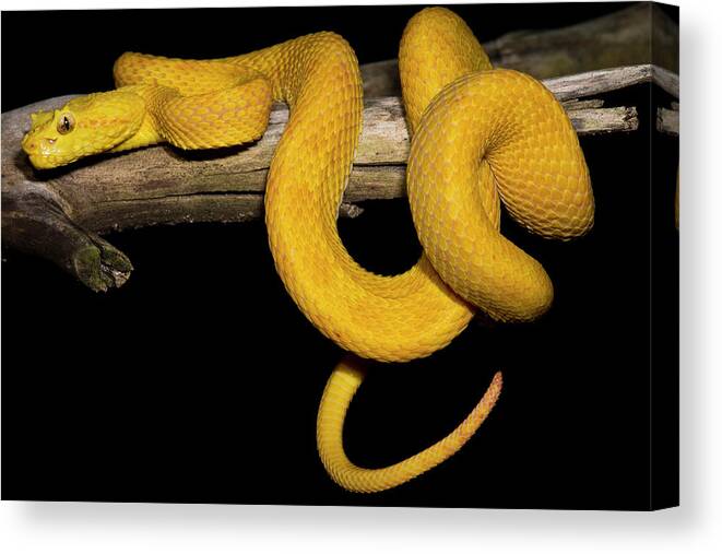 Animal Canvas Print featuring the photograph Eyelash Palm Pit Viper by Dante Fenolio
