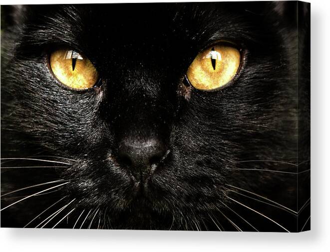 Cat Canvas Print featuring the photograph Eyes by Jorge Maia