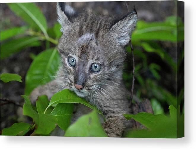 Bobcat Canvas Print featuring the photograph Eyes tell the story by Dan Friend