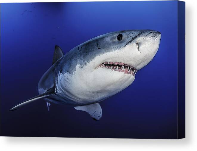 Shark Canvas Print featuring the photograph Face To Face by Davide Lopresti