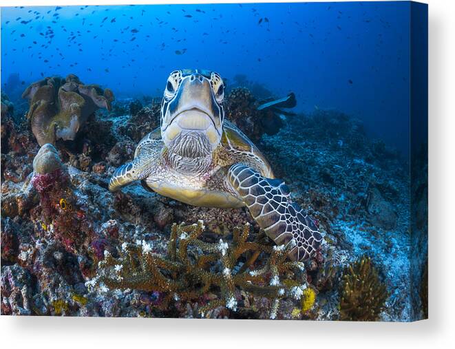 Indonesia Canvas Print featuring the photograph Face To Face With A Green Turtle by Barathieu Gabriel