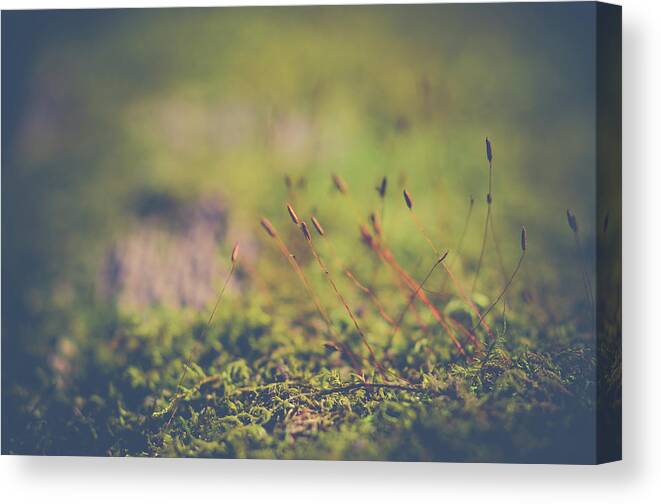Macro Canvas Print featuring the photograph Fairy Hunt by Michelle Wermuth