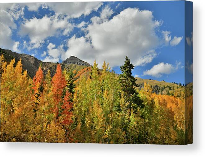 Colorado Canvas Print featuring the photograph Fall Colored Aspens Bask in Sun at Red Mountain Pass by Ray Mathis