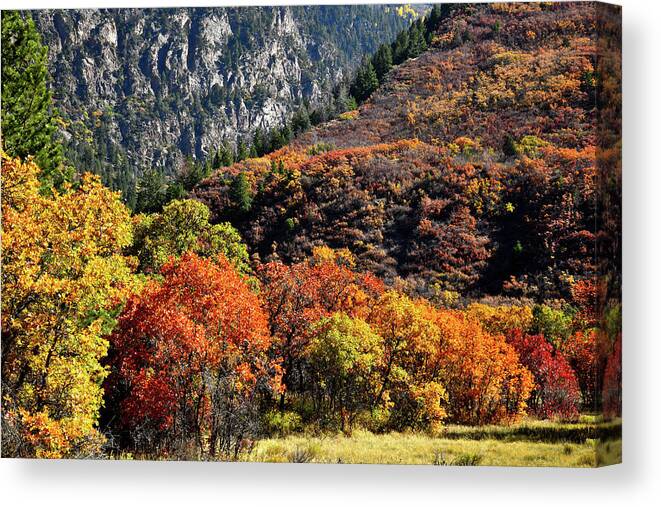 Colorado Canvas Print featuring the photograph Fall Colored Oaks in Avalanche Creek Canyon by Ray Mathis