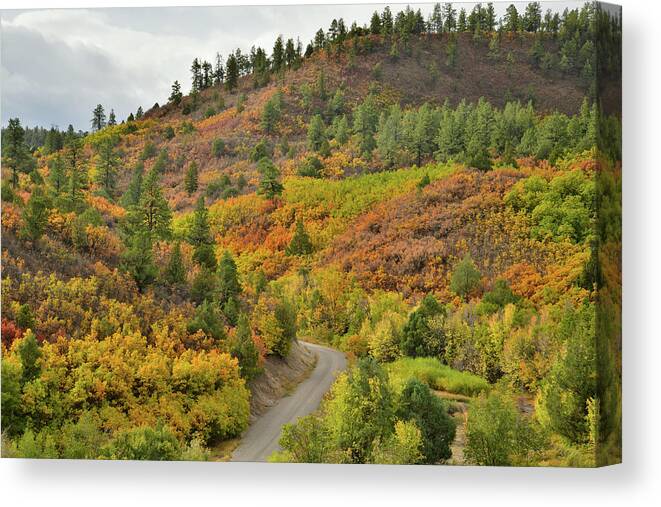 Ouray Canvas Print featuring the photograph Fall Colors Adorn Hills near Ridgway Colorado by Ray Mathis