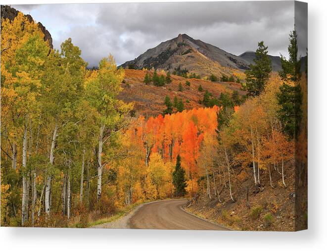 Colorado Canvas Print featuring the photograph Fall Colors along Winding Last Dollar Road by Ray Mathis