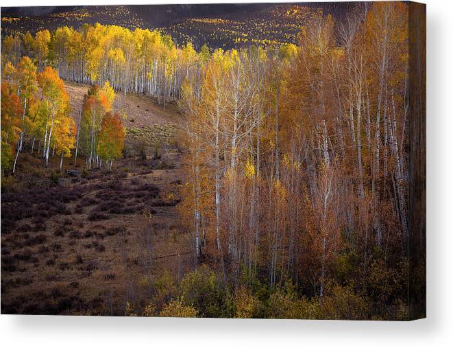 Fall Canvas Print featuring the photograph Fall Meadow No.1 by The Forests Edge Photography - Diane Sandoval