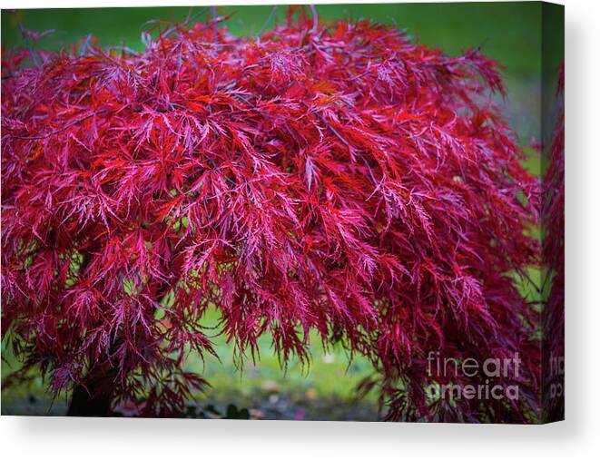 Fall Canvas Print featuring the photograph Fall Tree by Eva Lechner