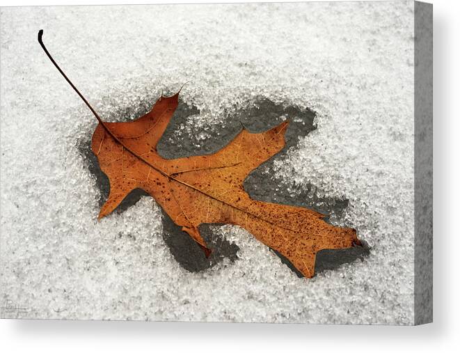 Oak Leaf Ice Snow Melt Imprint Sad Sorrow Sympathy Brown White Fall Winter Frozen Melted Nature December January February November Condolences Loss Life Canvas Print featuring the photograph Fallen Oak Leaf Melts its imprint into Icy Pond by Peter Herman