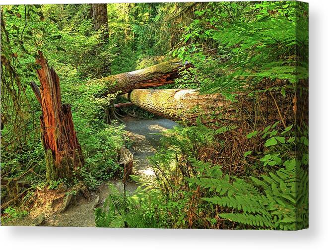 Hoh Rainforest Canvas Print featuring the photograph Fallen trees in the Hoh Rain Forest by Kyle Lee