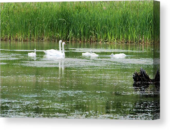 Swans Canvas Print featuring the photograph Family of Swans by Laura Smith