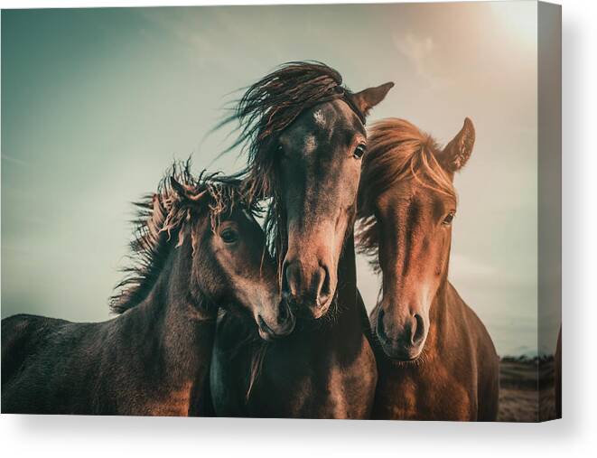 Horse Canvas Print featuring the photograph Family Portrait by Marcus Hennen