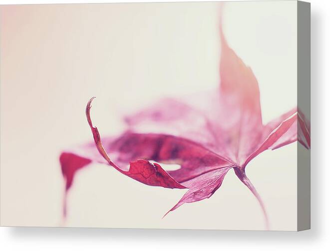 Red Leaf Canvas Print featuring the photograph Fancy Flight by Michelle Wermuth