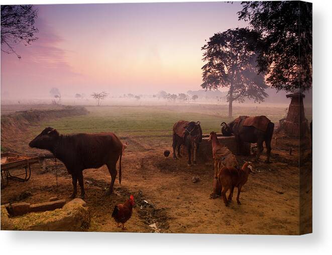 Dawn Canvas Print featuring the photograph Farm Animals At Dawn, India by Adrian Pope