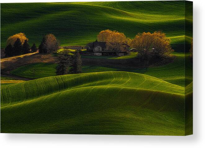 Light Canvas Print featuring the photograph Farmland Golden Light by Lydia Jacobs
