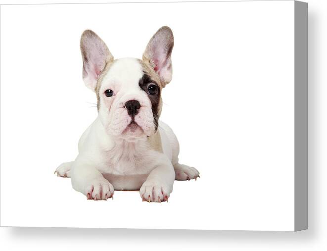 Pets Canvas Print featuring the photograph Fawn Pied French Bulldog Puppy by Mlorenzphotography