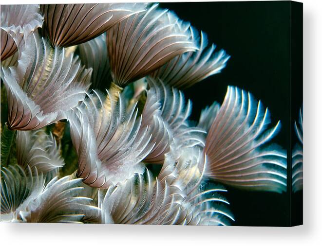Feather Canvas Print featuring the photograph Feather Duster Worms by Alfred Forns