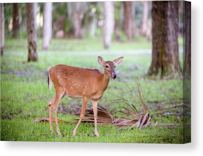 Nature Canvas Print featuring the photograph Feeding Deer by Joe Leone