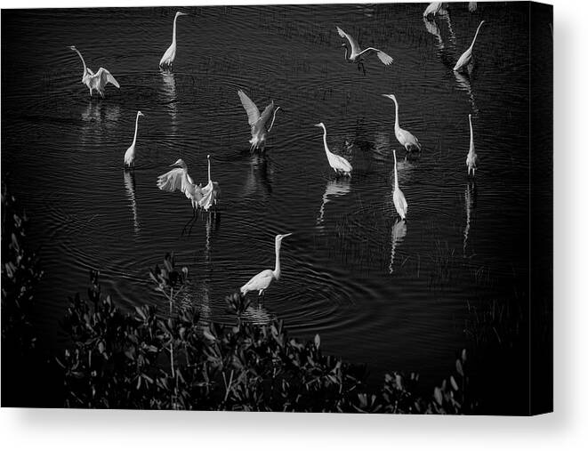 Flock Of Egrets Feeding In Marsh Canvas Print featuring the photograph Feeding time by Dan Friend
