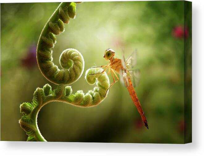 #animal Canvas Print featuring the photograph Ferns And Dragonflies by Abdul Gapur Dayak