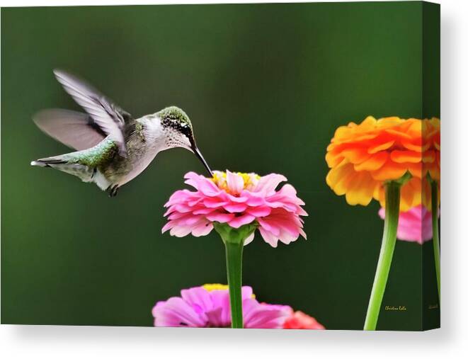Hummingbird Canvas Print featuring the photograph Few And Far Between by Christina Rollo