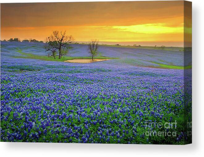 Texas Bluebonnets Canvas Print featuring the photograph Field of Dreams Texas Sunset - Texas Bluebonnet wildflowers landscape flowers by Jon Holiday