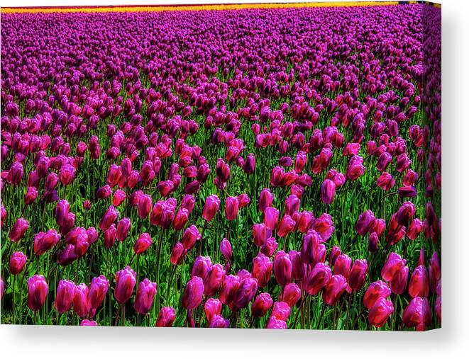 Tulip Canvas Print featuring the photograph Field Of Purple Tulips by Garry Gay