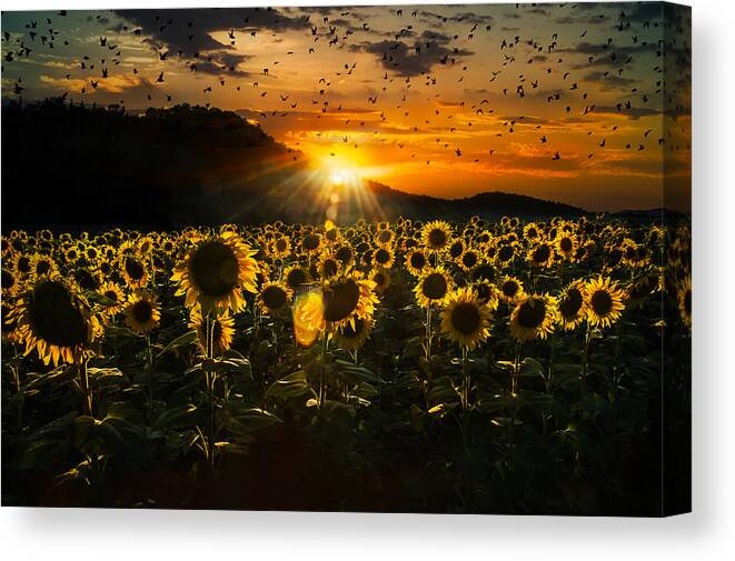 Field Canvas Print featuring the photograph Field Of Sunflowers At Sunset by Nicodemo Quaglia