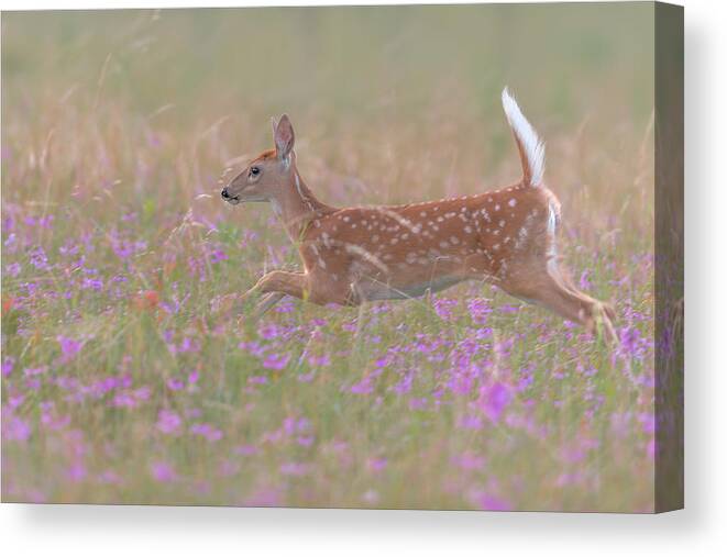 Deer Canvas Print featuring the photograph Fields Of Flowers by Nick Kalathas