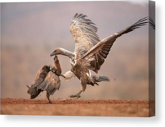 Vultures Canvas Print featuring the photograph Fight Between African Vultures by Joan Gil Raga