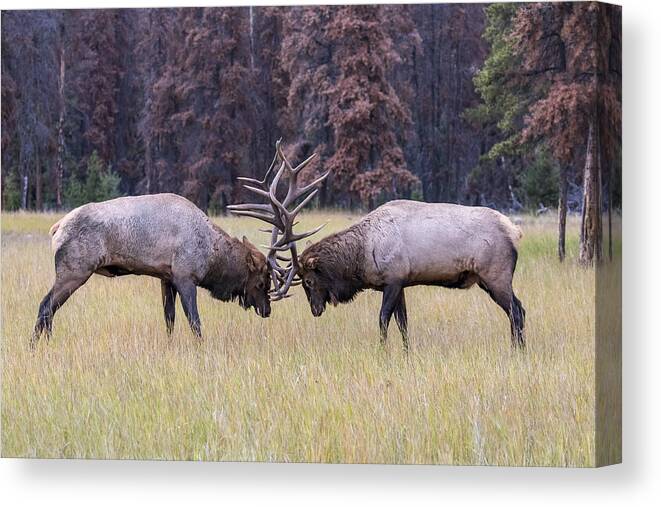 Elk Canvas Print featuring the photograph Fight by Siyu And Wei Photography