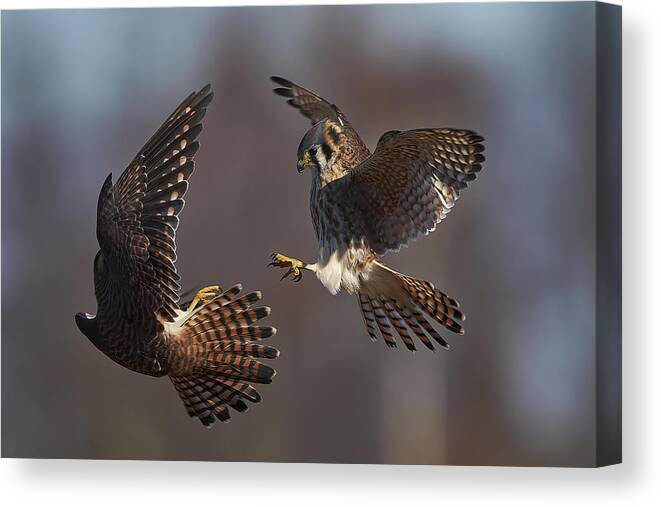 Bird Canvas Print featuring the photograph Fight Time by Johnny Chen