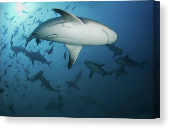 Animal Themes Canvas Print featuring the photograph Fiji Sharks by Nature, Underwater And Art Photos. Www.narchuk.com