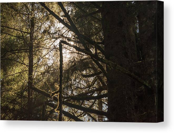 Sunlight Canvas Print featuring the photograph Filtered by Kristopher Schoenleber