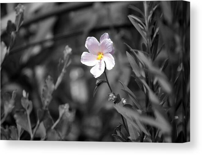 Florida Canvas Print featuring the photograph Find the Beauty by Lindsey Floyd