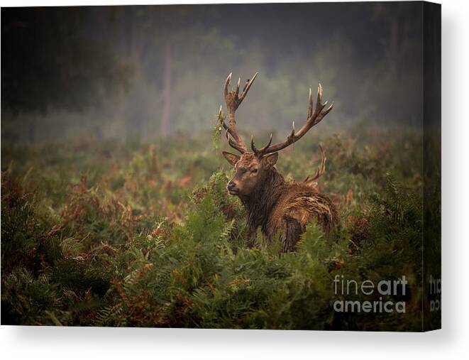 England Canvas Print featuring the photograph First Day Of Autumn In Richmond Park by Rob Stothard