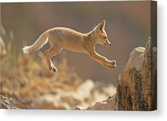 Jump Canvas Print featuring the photograph First Jump Of A Fox Cub by Shlomo Waldmann