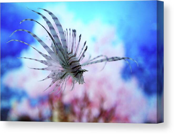 Underwater Canvas Print featuring the photograph Fish In Aquarium by Q Images
