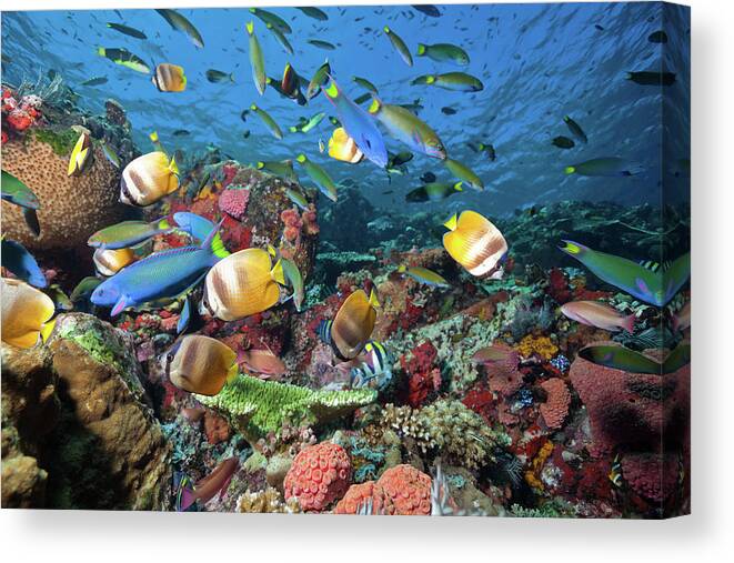 Underwater Canvas Print featuring the photograph Fish Rush Hour At Coral Reef, Komodo by Ifish
