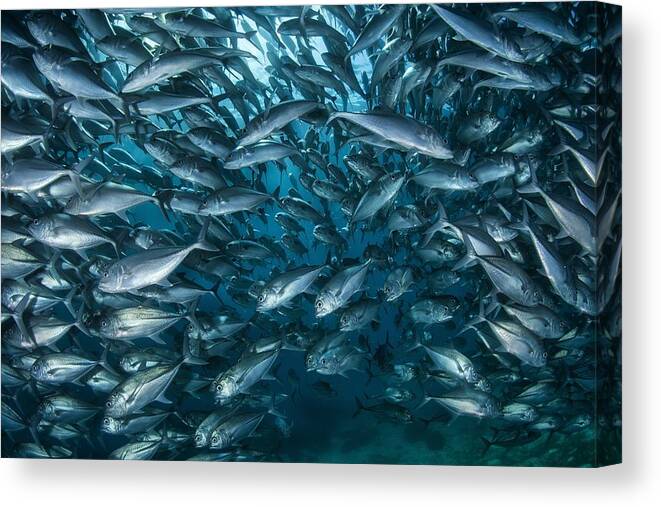 Fish Canvas Print featuring the photograph Fish-wall by Andrey Narchuk