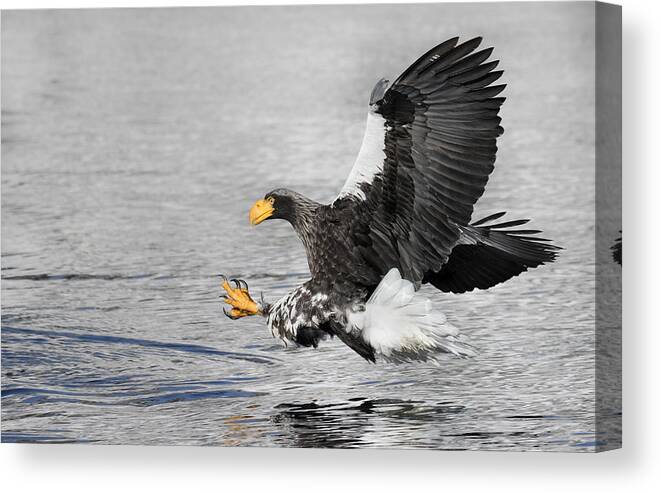 Eagle Canvas Print featuring the photograph Fishing by C.s. Tjandra