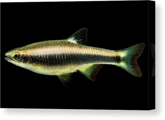 Animal Canvas Print featuring the photograph Flagfin Shiner Pteronotropis Signipinnis by Dante Fenolio