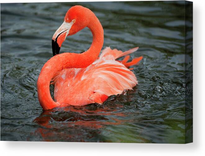 Animal Themes Canvas Print featuring the photograph Flamingo In Lake by Laura Ciapponi