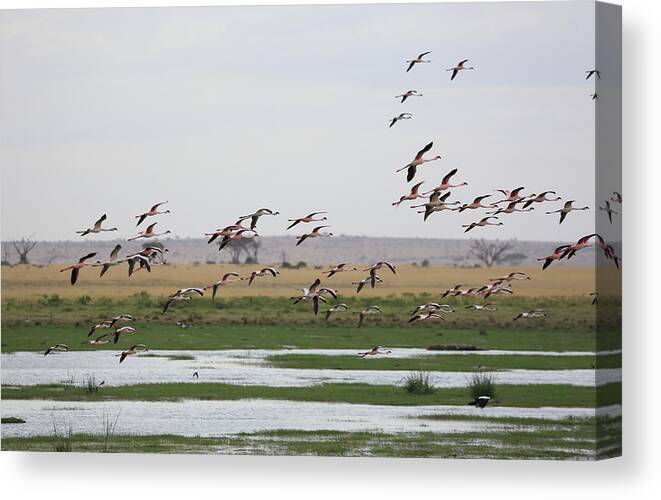 Kenya Canvas Print featuring the photograph Flamingos, Amboseli National Park, Kenya by Vincenzo Lombardo
