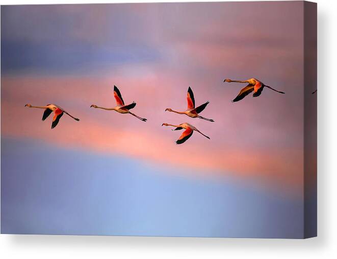 Flamingos Canvas Print featuring the photograph Flamingos At Sunset by Xavier Ortega
