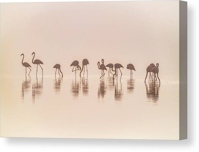 Flamingo Canvas Print featuring the photograph Flamingos In The Mist by Jeffrey C. Sink