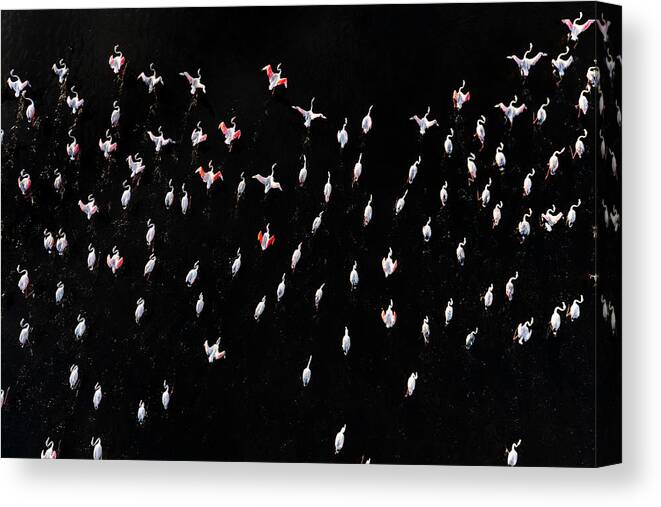 Above Canvas Print featuring the photograph Flamingos by Joo Galamba